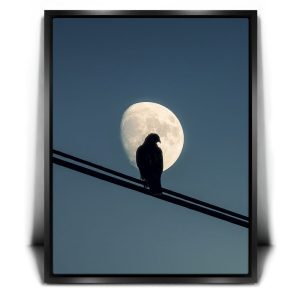Night Hawk Canvas