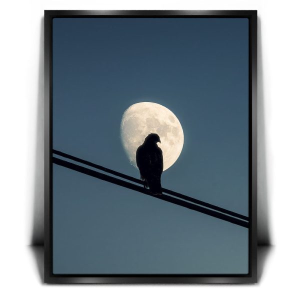 Night Hawk Canvas