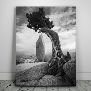 Penguin Rock Canvas
