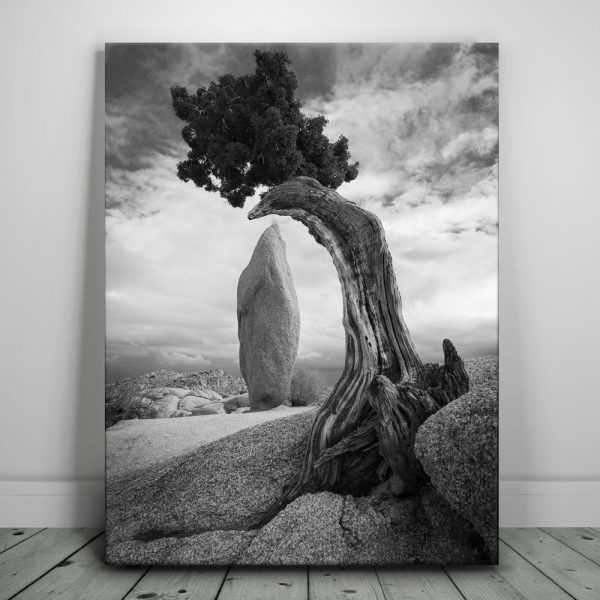 Penguin Rock Canvas