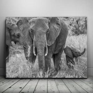 Trumpeter Canvas