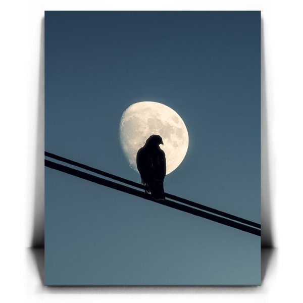 Night Hawk Canvas - Image 2